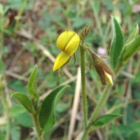 Crotalaria lejoloba Bartl.